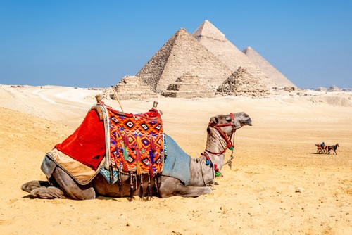 Richard Silver, Camel Resting by the Pyramids, Giza, Egy (Pyramiden, Ägypten, Gizeh, Wüste, Kamel, Ruhepause, Tierportrait, Fotografie, Wunschgröße, Wohnzimmer, Treppenhaus, bunt)