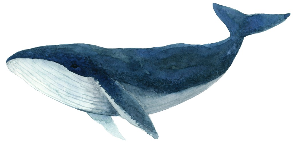Jeannine Saylor, Humpback Whale - Blue (Wal, Buckelwal, Meeressäuger, Tier, Studie, Portrait, Wunschgröße, Wohnzimmer, Treppenhaus, Jugendzimmer,)