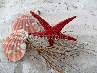 sabine20, Roter Seestern (muscheln, schale, seestern, schüssel, schalen, sand, crustacean, stranden, sand, wasser, meer, karibik, urlaub, urlaub, see, küste, rot, gestrande)