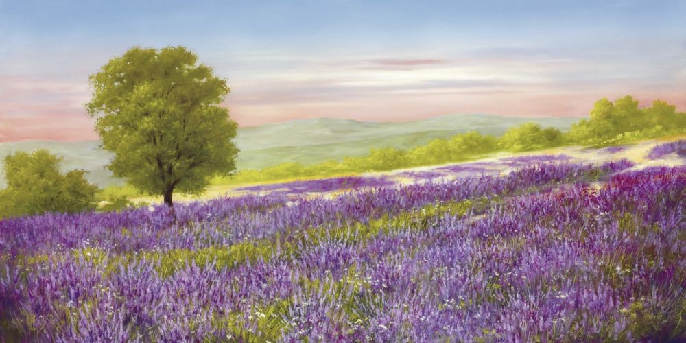 Heinz Schölnhammer, Lavender Field (Landschaft, Lavendel, Lavendelfeld, Blüten, floral, Naturalismus, Wohnzimmer, Treppenhaus, Malerei, bunt)