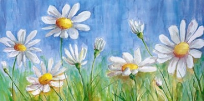 Semenzato, Margherite (Blumen)
