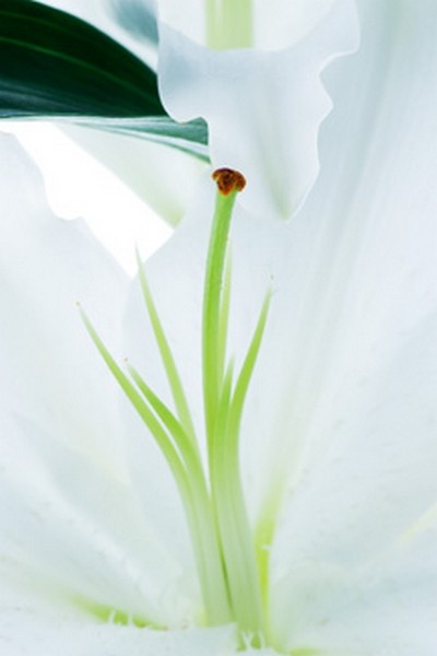 Sebastian Szczepanski, Innocence (Photokunst, Wunschgröße, Blumen, Floral)