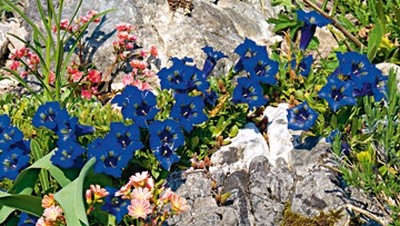 Sigi Loew, Bergvagabunden (Enzian, Bergblumen, Blumen, Blüten, Natur, floral, Fotografie, Wohnzimmer, Treppenhaus, Wunschgröße, bunt)