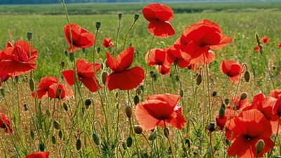 Sigi Loew, Sommerflirren (Mohn, Mohnblüten, Sommerwiese, Blumen, Blüten, Natur, floral, Fotografie, Wohnzimmer, Treppenhaus, Wunschgröße, bunt)