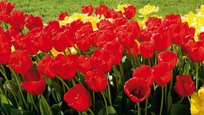Sigi Loew, Sonnenkelche (Tulpen, Frühlingswiese, Blumen, Blüten, Natur, floral, Fotografie, Wohnzimmer, Treppenhaus, Wunschgröße, bunt)