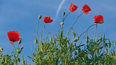 Sigi Loew, Up, up and away (Mohn, Mohnblüten, Sommerwiese, Blumen, Blüten, Natur, floral, Fotografie, Wohnzimmer, Treppenhaus, Wunschgröße, bunt)