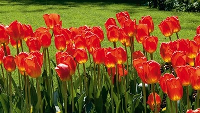 Sigi Loew, Lampionparade (Tulpen, Frühlingswiese, Blumen, Blüten, Natur, floral, Fotografie, Wohnzimmer, Treppenhaus, Wunschgröße, bunt)