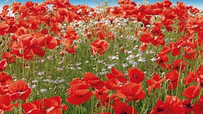 Sigi Loew, Don Camillo und Pepone (Mohn, Mohnblüten, Sommerwiese, Blumen, Blüten, Natur, floral, Fotografie, Wohnzimmer, Treppenhaus, Wunschgröße, bunt)