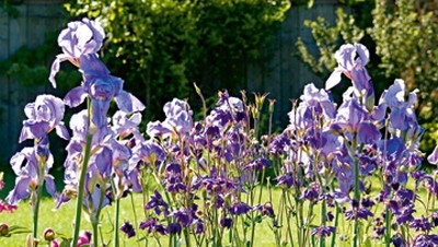 Sigi Loew, Lichtgarten (Iris, Sommerwiese, Blumen, Blüten, Natur, floral, Fotografie, Wohnzimmer, Treppenhaus, Wunschgröße, bunt)