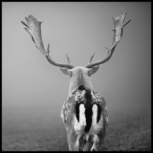 Gerahmtes Bild, Aluminium schwarz glänzend, Folie, Uwe Steger, Platzhirsch... (Geweih, Tiere, Hirsch, majestätisch, Nebel, Dunst, Stille, Ruhe, Jugendzimmer, Wohnzimmer, schwarz/weiß, Fotokunst,)