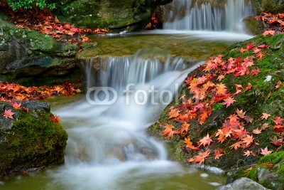 Stefan Körber, Bachlauf im Herbst (bach, herbst, wald, blatt, laub, rot, ahorn, bunt, Wasserfall, wilde, wildnis, natur, schnell, gesundheit, erholung, wandern, meditation, wellness, grÃ¼n, orange, moos, natÃ¼rlich, freiheit, drauÃŸen, outdoor, frisch, nass, feucht, naturschutz, park, gart)