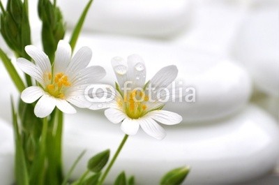Stefan Körber, blumen (blume, wasser, gras, steine, weiÃŸ, grÃ¼n, spiegelung, kieselstein, wellness, kosmetik, erholung, gesundheit, gruppe, teich, ufer, wasserratten, klar, sauber, entspannung, meditation, feucht, sauber, ashtray, strix, natur, umwelt, biology, Ã¶kologi)