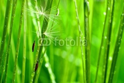 Stefan Körber, Freunde (gras, gras, lÃ¶wenzahn, lÃ¶wenzahn, natur, biology, schweben, zart, zerbrechlich, filigran, faden, freiheit, ruhe, entspannung, erholung, sauber, klar, grÃ¼n, natÃ¼rlich, animation, leben, wiese, makro, reise, paar, liebe, partnerschaft, gespan)