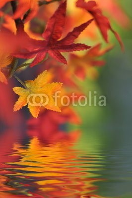 Stefan Körber, Herbstlaub (herbst, blatt, blatt, wellness, erholung, entspannung, natur, wasser, frisch, klar, sauber, spiegelung, landschaft, see, ruhe, stille, urlaub, jahreszeit, massage, meditation, think, mediterane kÃ¼che, geist, sinkhole, bunt, Ã¶kologie, natÃ¼rlich, fre)