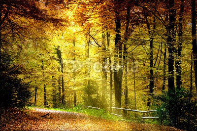 Stefan Körber, Herbstwald (wald, herbst, sonnenstrahl, natur, romantisch, romantisch, frieden, wandern, pewter, trampelpfad, sonne, licht, bÃ¤ume, bÃ¼cher, gelb, sunlight, glÃ¤nzen, schein, ruhe, erholung, europa, deutschland, jahreszeit, idylle, erholung, hintergrund, Ã¶kologi)