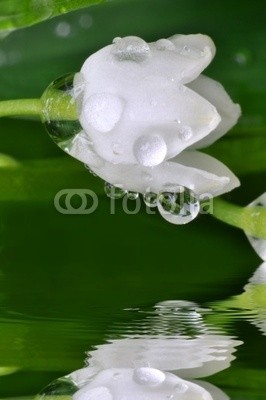 Stefan Körber, MaiglÃ¶ckchen (maiglÃ¶ckchen, blume, wasser, rieseln, natur, wellness, kÃ¶rperpflege, blatt, pflanze, grÃ¼n, weiÃŸ, weiÃŸ, sauber, klar, erholung, entspannung, meditation, massage, gesundheitskur, gesundheit, ranke, glanz, licht, hell, low, stille, sauber, ruhi)