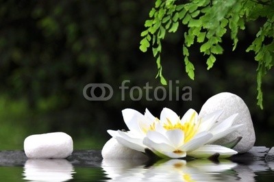 Stefan Körber, Seerose (blume, seerose, steine, weiÃŸ, wasser, farne, garten, teich, spiegelung, erholung, meditation, stille, ruhe, low, blume, gesundheit, gesund, frisch, biology, natur, natÃ¼rlich, erholen, entspannen, entspannung, wellness, kÃ¶rperpflege, sauber, klar, idyll)