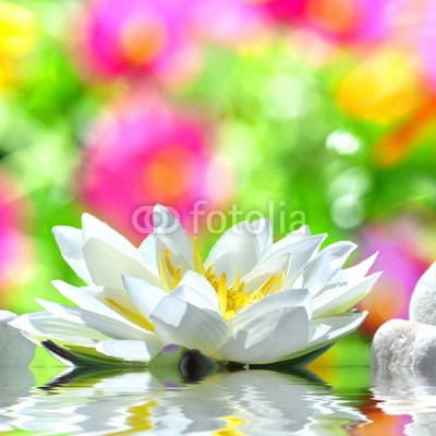 Stefan Körber, Seerose (blume, garten, seerose, bunt, wasser, wellness, erholung, entspannung, erholung, floral, jugendlich, spaÃŸ, spaÃŸ, teich, see, ufer, bach, gesundheit, leben, animation, frÃ¼hling, sommer, jahreszeit, hintergrund, blume, blume, flora, modern, jung, frisc)