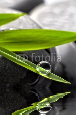 Stefan Körber, Wassertropfen (rieseln, wellness, sauna, massage, erholung, entspannung, bergung, gesundheit, fernost, asien, exotisch, bambus, meditation, steine, blatt, ashtray, schwarz, grÃ¼n, bedienung, hintergrund, wasser, nass, feucht, warm, natur, umwelt, biology, organisc)