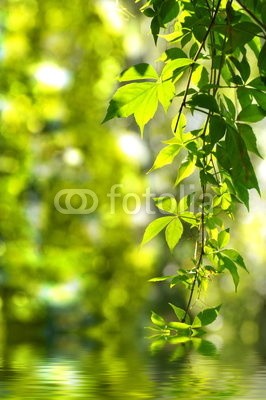 Stefan Körber, Weinlaub (laub, blatt, grÃ¼n, frieden, wasser, stille, ruhe, faden, zart, spiegelung, natur, sauber, klar, besinnung, biology, schÃ¶pfung, wald, park, see, teich, meditation, energie, zuversicht, thought, hintergrund, sommer, jahreszeit, licht, hell, leuchtend, ran)