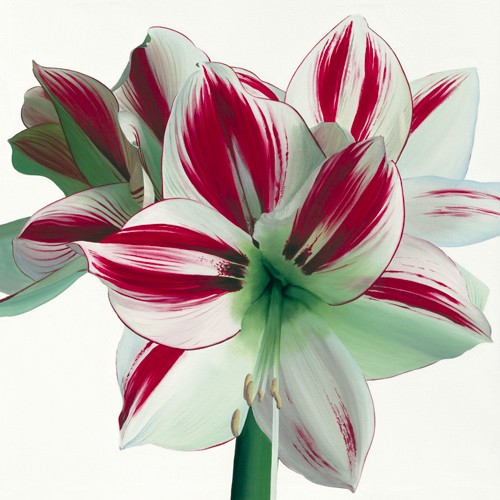 Stephanie Andrew, Amaryllis (Wunschgröße, Malerei, Flora, Amaryllis, Blüte, naturgetreu, Blütenblätter, Treppenhaus,  Schlafzimmer, rot / weiß)