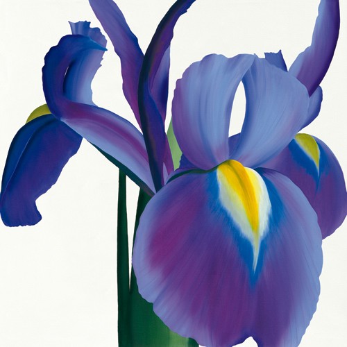 Stephanie Andrew, Iris (Wunschgröße, Malerei, Flora, Iris, Lilie, Blüte, naturgetreu, Blütenblätter, Treppenhaus,  Schlafzimmer, blau / gelb)