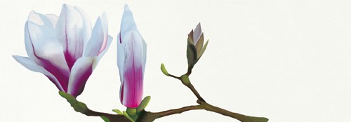 Stephanie Andrew, Magnolia solitaire (Wunschgröße,Malerei, Flora, Magnolie, Baum, Blüte, naturgetreu, Stängel,rosa Blüten, Treppenhaus,  Schlafzimmer, bunt)