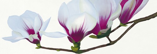 Stephanie Andrew, Magnolia (Wunschgröße, Malerei, Flora, Magnolie, Baum, Blüte, naturgetreu, Stängel,rosa Blüten, Treppenhaus,  Schlafzimmer, bunt)