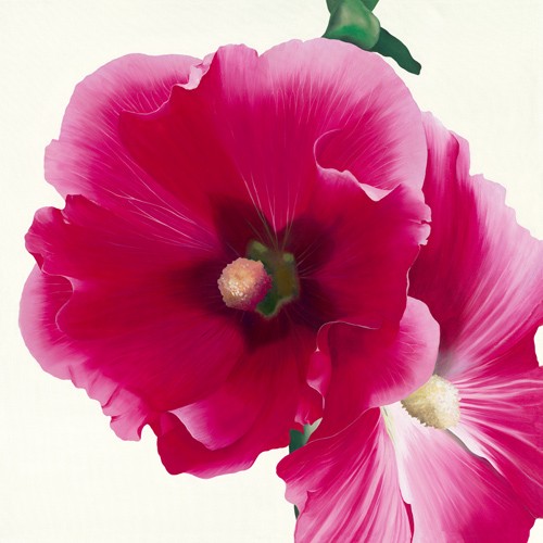 Stephanie Andrew, Pink Hollyhock I (Wunschgröße, Malerei, Flora, Stockrose, Blüte, naturgetreu, Blütenblätter, Treppenhaus,  Schlafzimmer, pink / weiß)