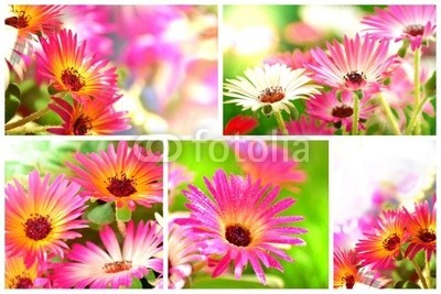 Stefan Körber, BlÃ¼ten (blume, rosa, frÃ¼hling, collage, rosen, sommer, muttertag, valentinstag, rosa, grÃ¼n, garten, balkon, gegenlicht, sunlight, garten-ringelblume, dekoration, hÃ¼bsch, hell, freundlich, frieden, positive, rieseln, frisch, floristik, gÃ¤rtner, parfue)