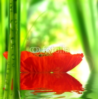 Stefan Körber, MohnblÃ¼te (mohnblÃ¼te, mohn, wellness, wasser, blume, rot, entspannung, erholung, grÃ¼n, stille, ruhe, energie, energie, natur, umwelt, spaÃŸ, spaÃŸ, garten, organisch, Ã¶ko, gesundheit, massage, meditation, exotisch, klar, sauber, zart, zerbrechlich, elegan)