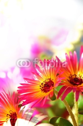 Stefan Körber, Sommerblumen (blume, sommer, natur, warm, licht, sonne, sunlight, exotisch, flora, frisch, frÃ¼hling, grÃ¼n, meditation, romantisch, wellness, wohlbefinden, rosa, orange, gelb, blume, dekoration, dekoration, garten, details, makro, blume, sommerblumen, blÃ¼he)