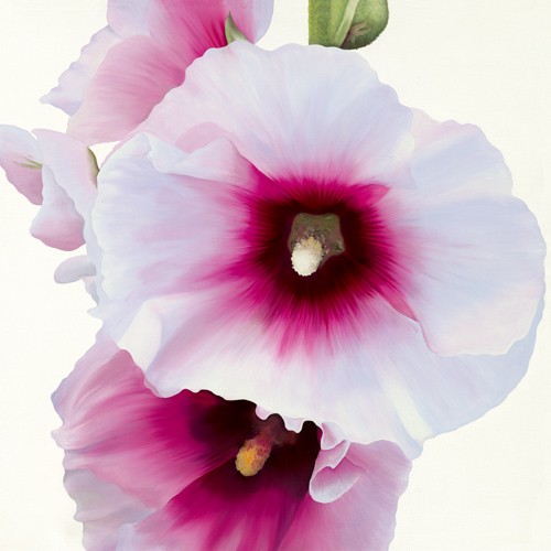 Stephanie Andrew, White Hollyhock I (Wunschgröße, Malerei, Flora, Stockrose, Blüte, naturgetreu, Blütenblätter, Treppenhaus,  Schlafzimmer, weiß/pink)