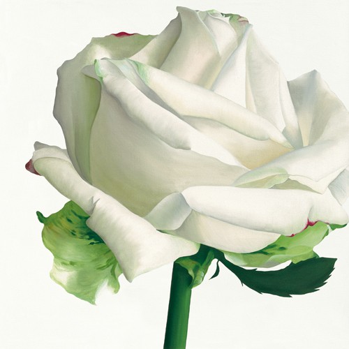 Stephanie Andrew, White Rose I (Wunschgröße, Malerei, Flora, Rose, weiße Rose, Rosenstängel, Blüte, naturgetreu, Blütenblätter, Treppenhaus,  Schlafzimmer, weiß)