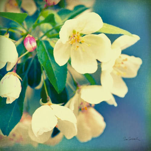 Sue Schlabach, Natures Apple Blossom (Blüten, Blütenzweige, Frühling, Apfelblüten, frisch, zart, Botanik, Fotokunst, Nahaufnahme, Wunschgröße, Treppenhaus, Wohnzimmr, bunt)