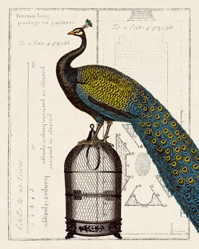 Sue Schlabach, Peacock Birdcage II (Pfau, Vogel, Pfauenfedern, Vogelkäfig, Grundriss, Zeichnung, Nostalgie. Grafik, Treppenhaus, Esszimmer, Wuhnschgröße, bunt)