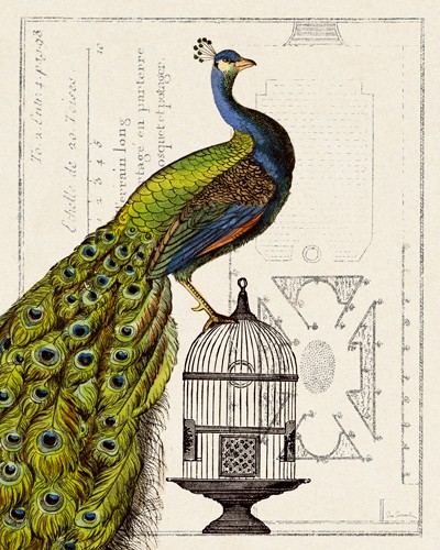 Sue Schlabach, Peacock Birdcage I (Pfau, Vogel, Pfauenfedern, Vogelkäfig, Grundriss, Zeichnung, Nostalgie. Grafik, Treppenhaus, Esszimmer, Wuhnschgröße, bunt)