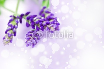 Thomas Francois, Lavendel (lavendel, blume, lila, rosa, blumenstrauss, kraut, bÃ¼ndeln, entspannung, flieder, isoliert, jahreszeit, makro, medizin, natur, parfuem, pflanze, parfuem, schÃ¶nheit, sommer, nahaufnahmen, schlieÃŸen, blume, blume, blÃ¼hen, aroma, entspannen, massage, Ã¶)