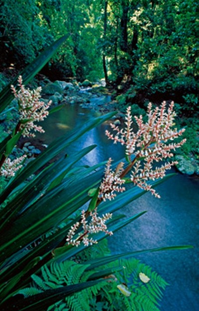 Thomas Marent, Canungra Creek (Photokunst, Wunschgröße, Fotokunst, Landschaftsfotografie, Landschaften, Bäume, Bach)