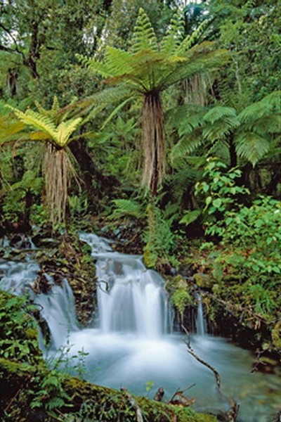 Thomas Marent, Creek with tree ferns (Landschaftsfotografie, Landschaften, Bäume, Bach, Wasserfall, Wohnzimmer, Badezimmer, Fotokunst, Wunschgröße, bunt)