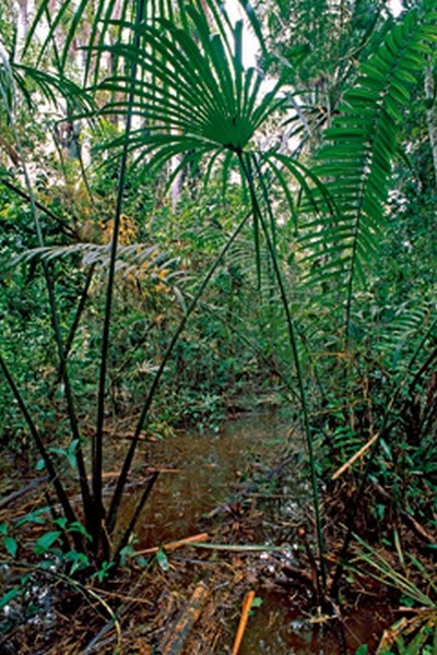 Thomas Marent, Flood area of rainforest (Photokunst, Wunschgröße, Fotokunst, Landschaftsfotografie, Landschaften, Bäume, Farn)