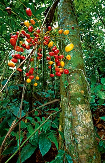 Thomas Marent, Palmtree fruit (Photokunst, Wunschgröße, Fotokunst, Landschaftsfotografie, Landschaften, Bäume, Früchte)