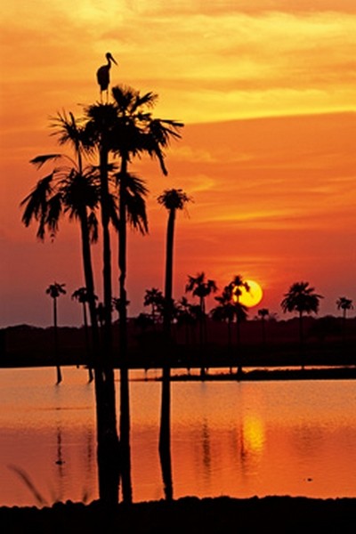 Thomas Marent, Sunset, Maguari Stork I (Photokunst, Wunschgröße, Fotokunst, Landschaftsfotografie, Landschaften, Palmen, See, Abendrot)