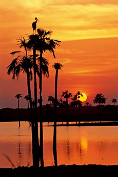 Thomas Marent, Sunset, Maguari Stork I (Photokunst, Wunschgröße, Fotokunst, Landschaftsfotografie, Landschaften, Palmen, See, Abendrot)