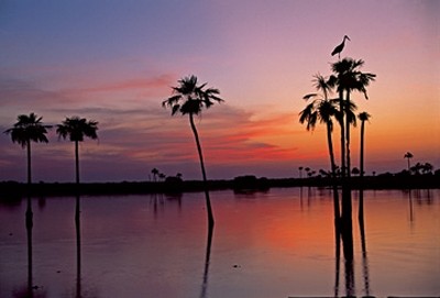 Thomas Marent, Sunset, Maguari Stork II (Photokunst, Wunschgröße, Fotokunst, Landschaftsfotografie, Landschaften, Palmen, Abendrot)