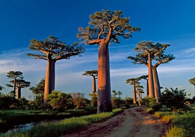 Thomas Marent, Baobab Tree (Photokunst, Wunschgröße, Fotokunst, Landschaftsfotografie, Landschaften, Bäume)