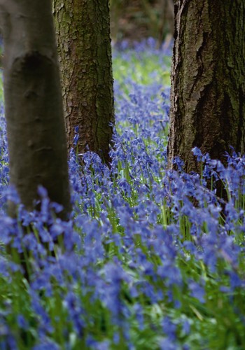 Tom Lambert, Bluebell Wood l (Wunschgröße, Photokunst, Fotokunst, Natur, Wald, Baum, Baumstamm, Rinde, Hasenglöckchen, Glockenblume, blau, bunt)