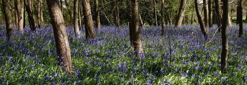 Tom Lambert, Bluebell Wood lI (Wunschgröße, Photokunst, Fotokunst, Natur, Wald, Baum, Baumstamm, Rinde, Hasenglöckchen, Glockenblume, blau, bunt)