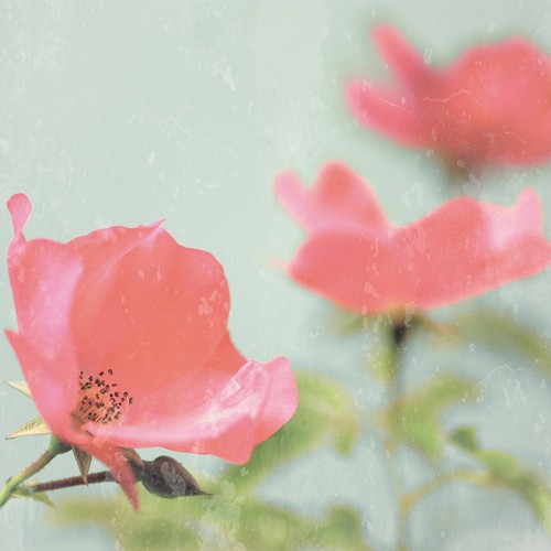 Tom Lambert, Botanical Romance (Wunschgröße, Photokunst, Fotokunst, Natur, Blume, Blüte, Heckenrose, Romantisch, Weichzeichner, Rosa)