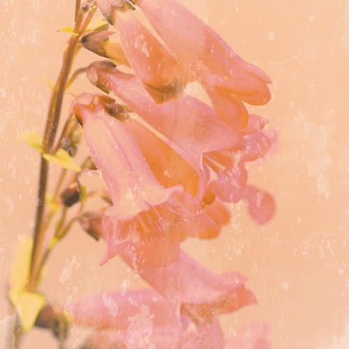 Tom Lambert, Romantic Foxglove (Wunschgröße, Photokunst, Fotokunst, Natur, Blume, Blüte, Blütenstängel, Fingerhut, Romantisch, Rosa)